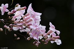 Bignonia rosada, Arbusto de Pandora