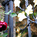 Rose am Eisentor zum Italienischen Garten