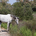 20110530 4253RTw [F] Camargue-Pferd, Tour Carbonnière, Camargue