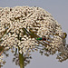 20110530 4250RTw Sand-Goldwespe (Hedychrum nobile, Wespe, Tour Carbonnière, Camargue