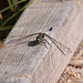 20110530 4192RTw [F] Libelle:  Plattbauch (Libellula depressa) [m], Tour Carbonnière, Camargue