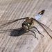 20110530 4191RTw [F] Libelle:  Plattbauch (Libellula depressa) [m], Tour Carbonnière, Camargue