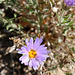 Aster (0338)