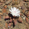 Flower Atop Inyo Range (0193)