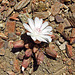 Flower Atop Inyo Range (0193)