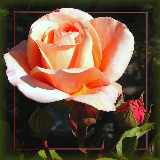 A single rose can be my garden...a single friend, my world.  Leo F. Buscaglia