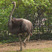 2011-05-12 35 en Dresdena zoologia ĝardeno