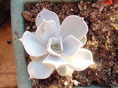 Echeveria lilacina P8152689