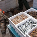 20110610 5825RWw [F] Fischfang [Le Grau du Roi], Camargue