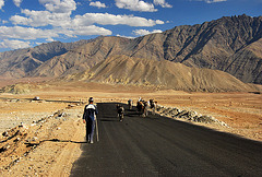 Ladakh. Pony caravan