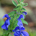 Salvia patens ' Blue Angel'
