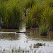 20110609 5731RTw [F] Nutria (Myocastor coypus), Tour Carbonnière, Camargue