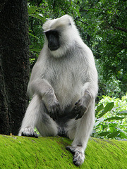 Thieving langur monkey (wild...not in zoo)
