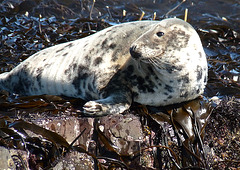 Atlantic Grey Seal