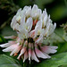 Trèfle rampant- Trifolium repens