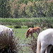20110609 5686RAw [F] Camargue-Pferd [Mas-Thibert]