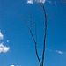 20110609 5676RAw [F] Baum [Mas-Thibert]