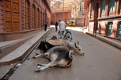 India. Bikaner street