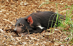Tasmanian Devil (endangered)