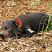 Tasmanian Devil (endangered)