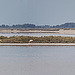20110603 4992-5000RTw [F] Camargue-Panorama 7 [Phare de la Gachotte]