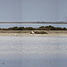 20110603 4975-81RTw [F] Camargue-Panorama 5 [Phare de la Gacholle]