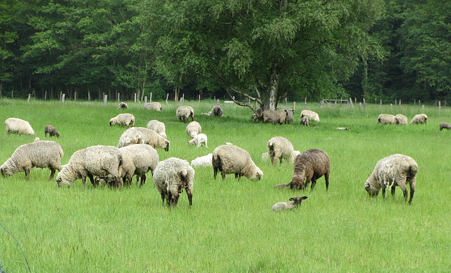 Schafe groß und klein