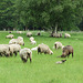 Schafe groß und klein