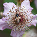 20110608 5506RAw [F] Insekt, Brombeerblüte [Vauvert]