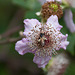 20110608 5505RAw [F] Insekt, Brombeerblüte [Vauvert]
