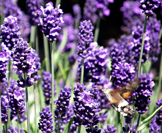 Flying through lavender