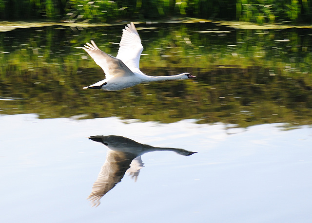 Flying swan reflection