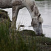 20110603 4911RTw [F] Nutria (Myocastor coypus), Camargue-Pferd, Tour Carbonnière, Camargue