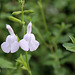 Salvia microphylla blanche