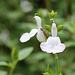 Salvia microphylla- Jeune mariée