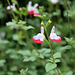 Salvia microphylla-'Hot Lips'