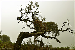 Quercus ilex - Azinheiras