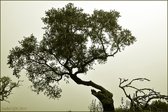 Quercus ilex - Azinheiras