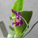 Phalaenopsis pulchra (3)
