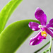 Phalaenopsis pulchra (4)