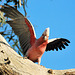 Galah. Native Australian parrot