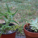 Aloe ciliaris et Graptosedum 'Francesco Baldi'