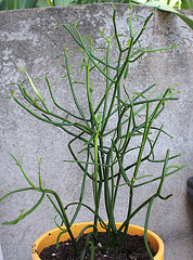 Euphorbia tirucalli (2)