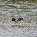 20110506 1932RTw [D-PB] Kiebitz (Vanellus vanellus), Steinhorster Becken, Delbrück