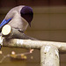20110416 0761RAw [D~LIP] Blauelster (Cyanopica cyanus), Vogelpark Detmold-Heiligenkirchen