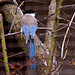 20110416 0763RAw [D~LIP] Blauelster (Cyanopica cyanus), Vogelpark Detmold-Heiligenkirchen