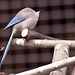 20110416 0781RAw [D~LIP] Blauelster (Cyanopica cyanus), Vogelpark Detmold-Heiligenkirchen