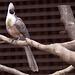 20110416 0821RAw [D~LIP] Nacktkehllärmvogel, Vogelpark, Detmold-Heiligenkirchen