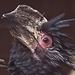 20110416 0825RAw [D~LIP] Trompeterhornvogel