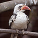 20110416 0839RAw [D~LIP] Rotschnabeltoko (Tockus erythrorhynchus), Vogelpark Detmold-Heiligenkirchen